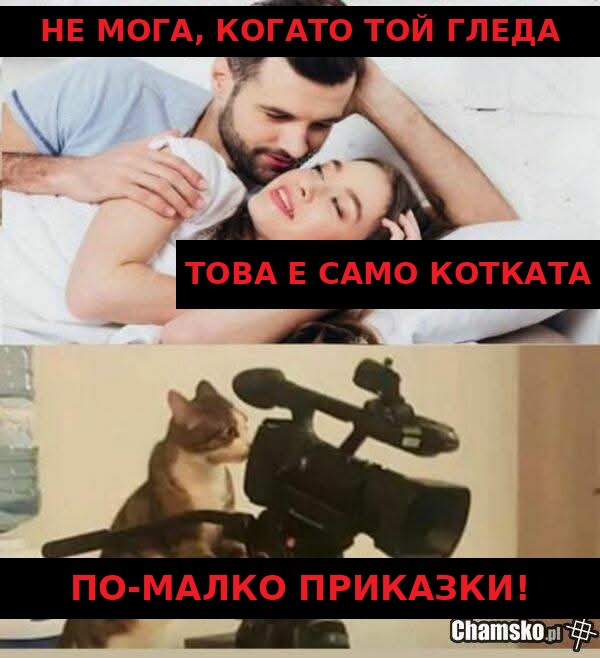 Мем: Това е само котката